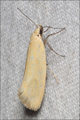 Microbela monodyas