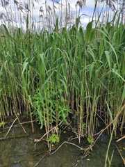 Phragmites australis