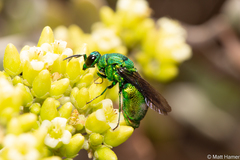 Stilbum viride