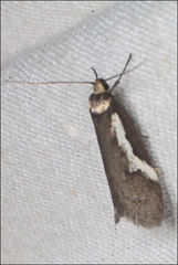 Philobota acropola