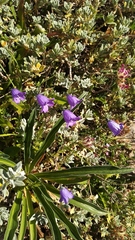 Campanula cantabrica