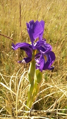 Iris latifolia