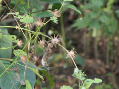 Hibiscus hispidissimus