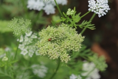 Cnidium monnieri