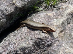 Plestiodon japonicus