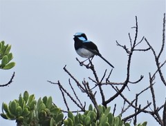 Malurus cyaneus ashbyi