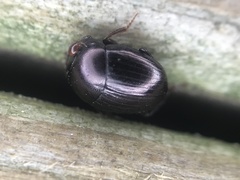 Pseudocanthon perplexus