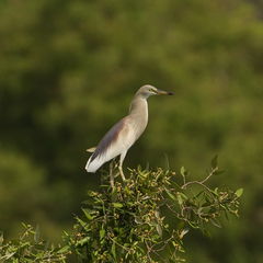Ardeola grayii