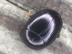 Pseudocanthon perplexus
