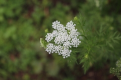 Cnidium monnieri