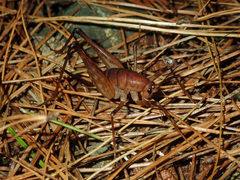 Pachyrhamma unicolor