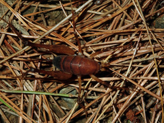 Pachyrhamma unicolor