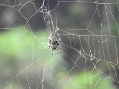 Araneus seminiger