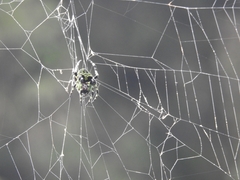 Araneus seminiger