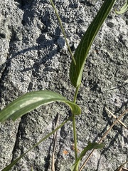 Senecio bupleuroides