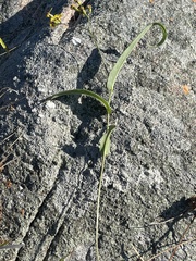 Senecio bupleuroides