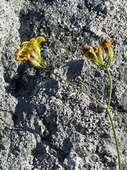 Senecio bupleuroides