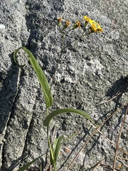 Senecio bupleuroides