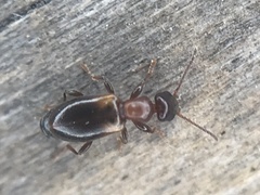 Anthicini