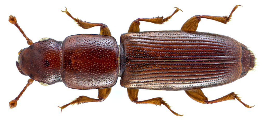 Rhizophagus depressus