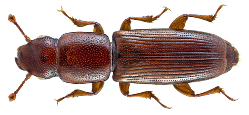 Rhizophagus depressus