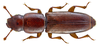 Rhizophagus depressus - Photo (c) Udo Schmidt, some rights reserved (CC BY-SA)