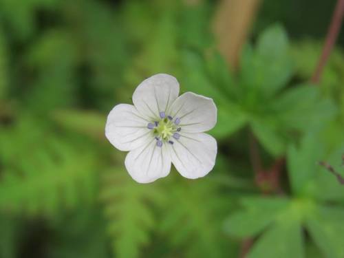 Geranium suzukii