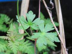 Geranium suzukii