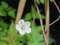 Geranium suzukii