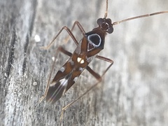 Sericophanes heidemanni