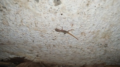 Cnemaspis mysoriensis
