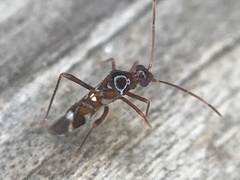 Sericophanes heidemanni