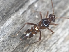 Sericophanes heidemanni