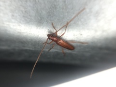 Aneflomorpha seminuda