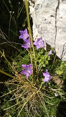 Campanula arvatica