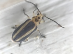 Derospidea brevicollis