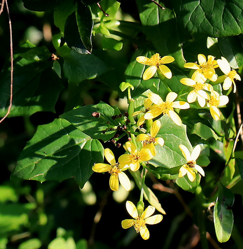 Senecio tamoides