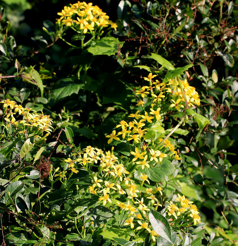 Senecio tamoides