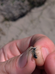 Andrena barbilabris