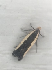 Dichomeris serrativittella