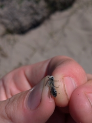 Andrena barbilabris