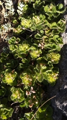 Teucrium pyrenaicum