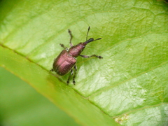 Rhynchites auratus