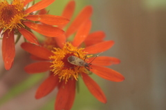 Dysdercus ruficollis