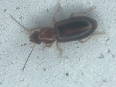 Bradycellus festinans