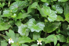 Hydrocotyle nepalensis