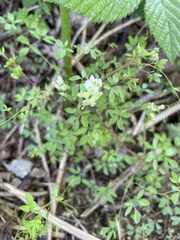 Ceratocapnos claviculata