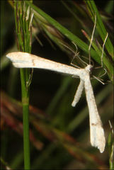 Stenoptilia phaeonephes