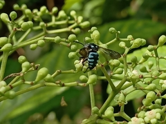Thyreus himalayensis