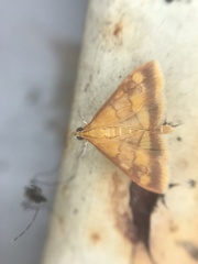 Pyrausta pseudonythesalis